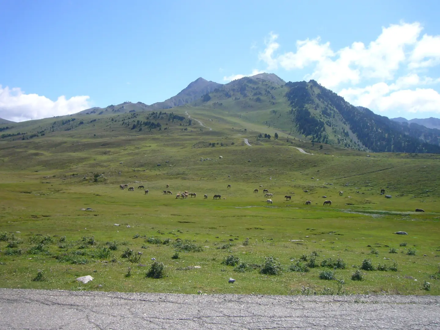 Summer image of the Pla de beret and the Baqueira ski resort. Plenty of horses around