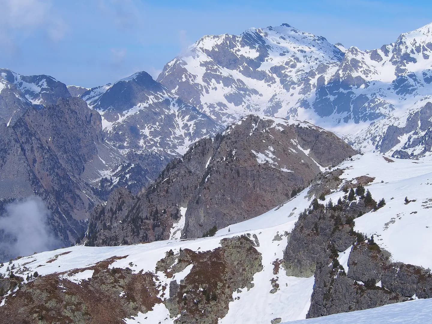 Swiss pine (" Pinus cembra ") in the Belledonne mountain range, part of the Dauphiné Alps, around Chamrousse, in the Isère department, France