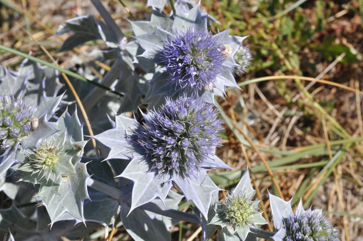 Sea holly in bloom at Pointe de la Torche in the Bigouden region, Brittany