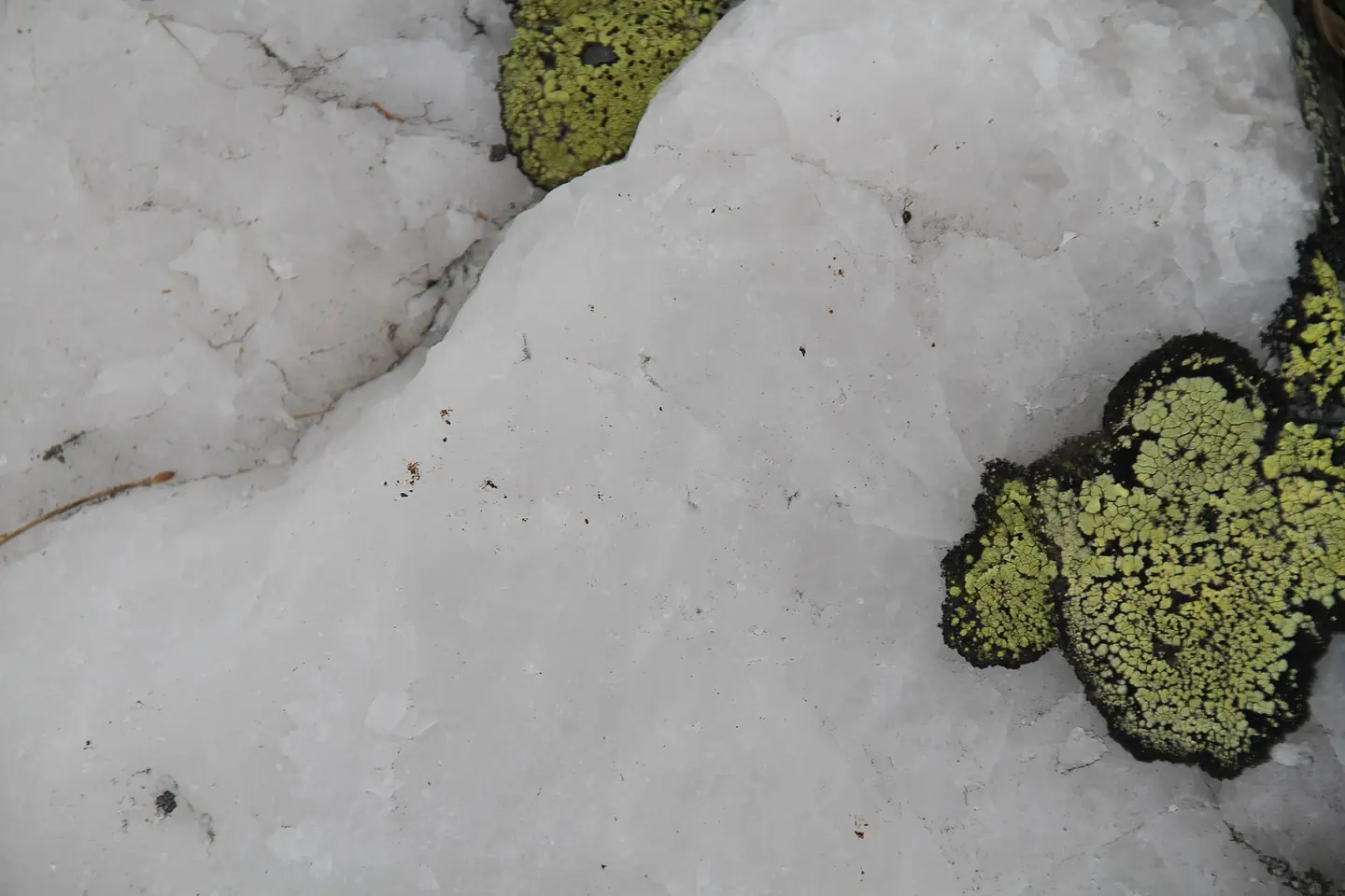 Quartzite with moss / lichen population from the Norefjell mountain area, Norway.NOTE: THIS APPEARS TO BE SOME FORM OF AMORPHOUS QUARTZ, NOT QUARTZITE