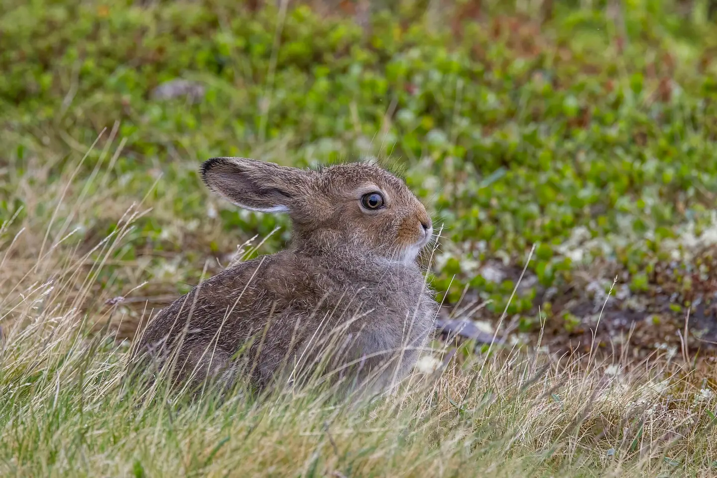 Mountain hare ( Lepus timidus ) near Orkelsjoen, in the mountains above Oppdal, Norway