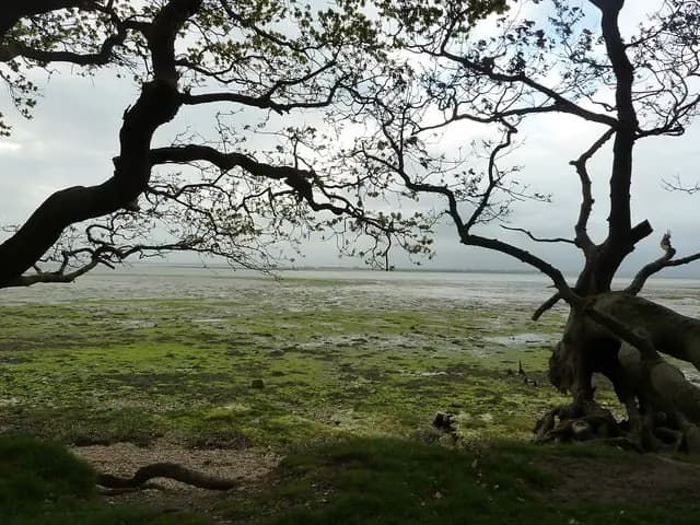 Chichester Harbour mudflats near Rookwood