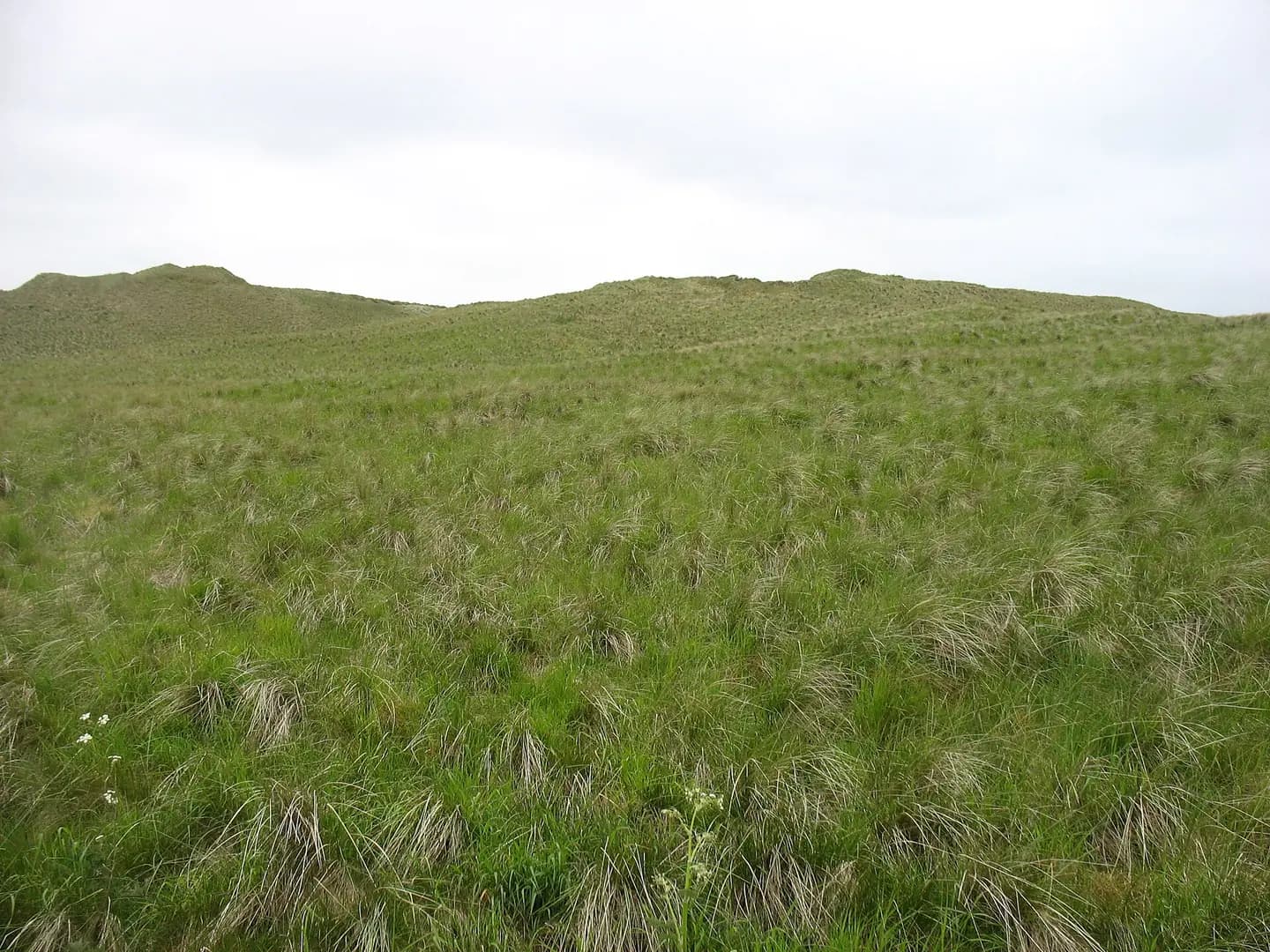 Dunes by Dunnet Bay