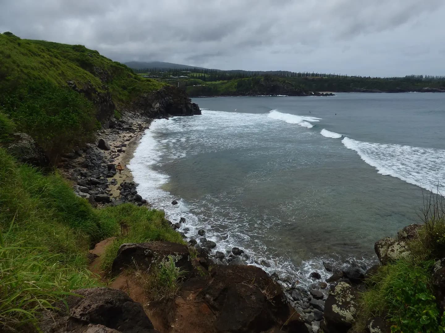 Megathyrsus maximus (Guinea grass) View bay and surf at Honolua Lipoa Point, Maui, Hawaii. April 21, 2018 #180421-0016 Image Use Policy Also known as Panicum maximum and Urochloa maxima