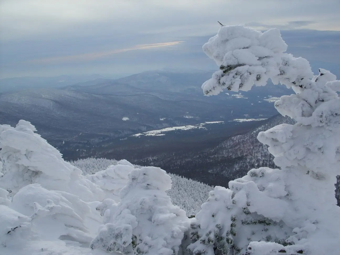 Rime ice on Krumholtz evergreen trees atop Jay Peak , Vermont . Facing east