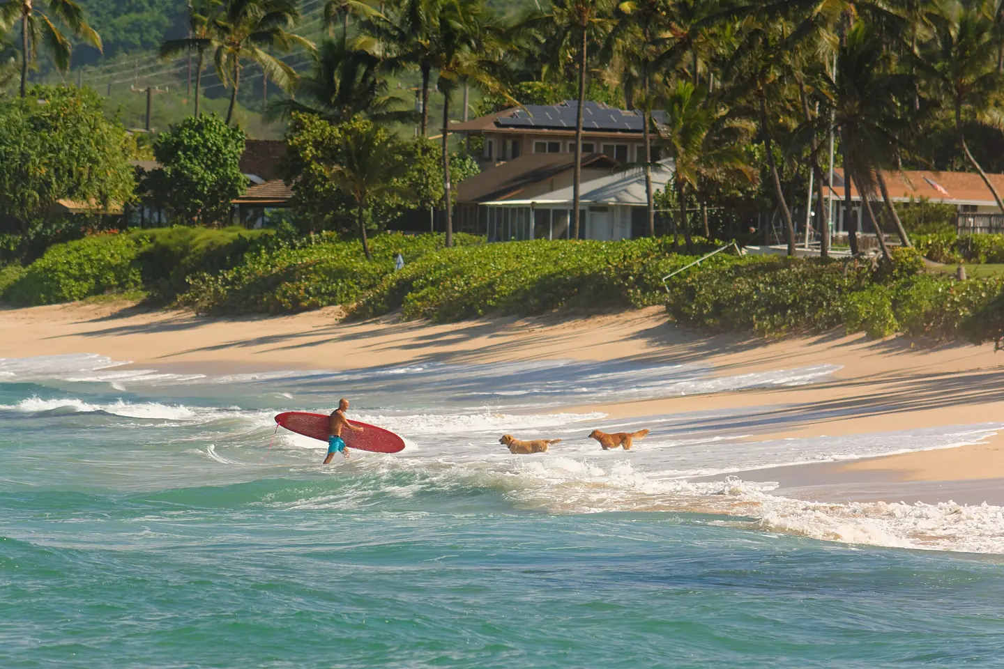 Surfer with two dogs waiting for him