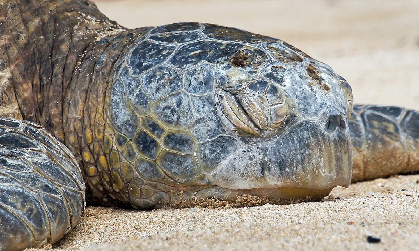 Sea Turtle. (superfamily Chelonioidea)
