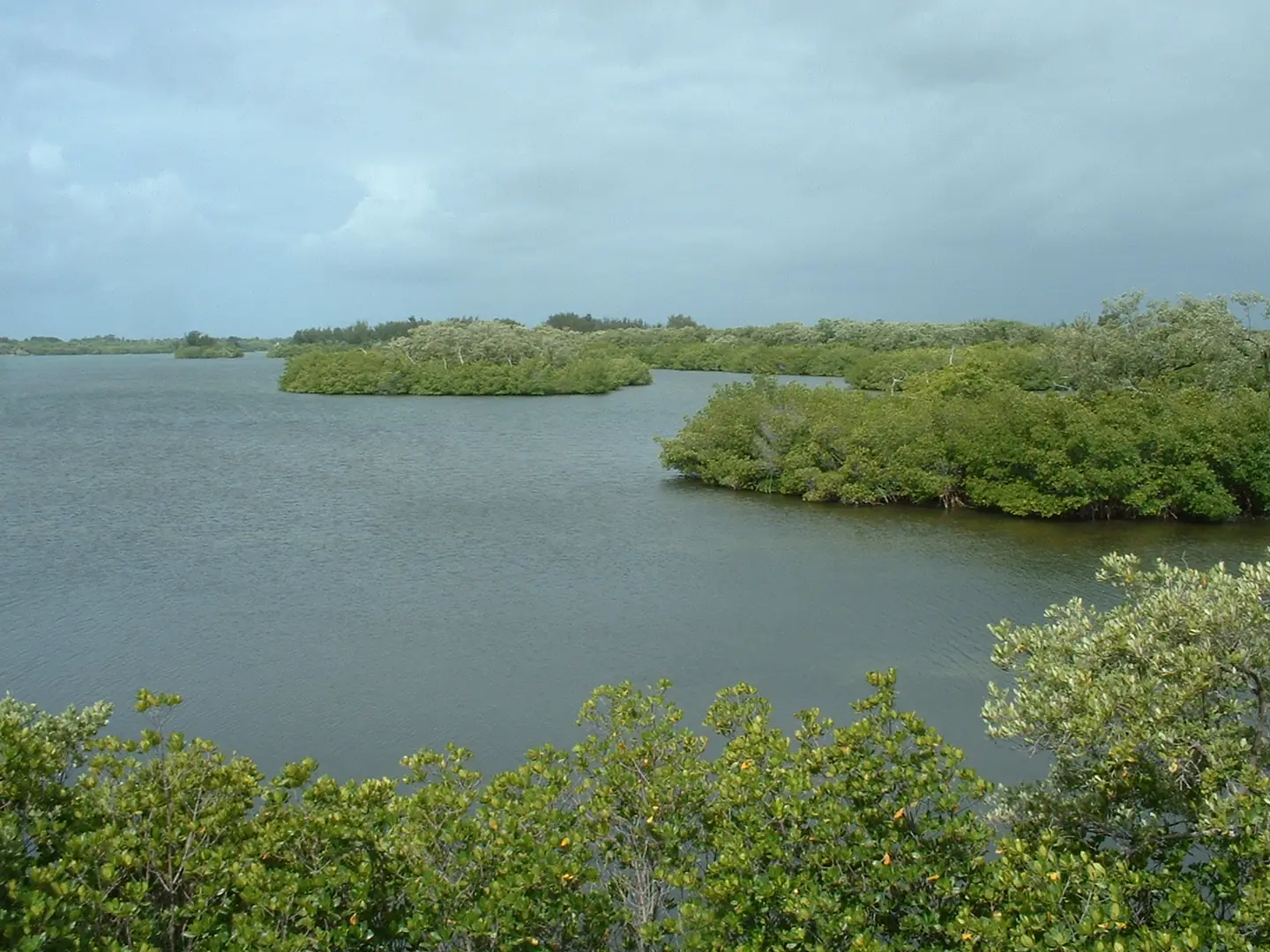 Indian River shore of Sebastian Inlet State Park , Florida