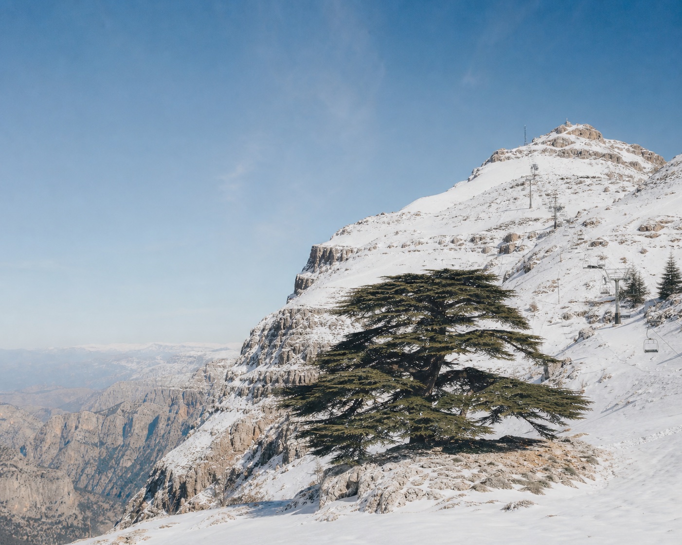 An ancient Lebanese cedar beneath The Cedars' high mountain pistes